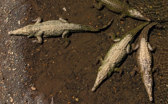 Four Crocodiles Mauled and Dragged A Fisherman Underwater With the Death Roll; Pals Saved the Man