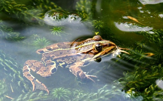  Nevada Toad Gets Endangered Species Protection in Rare Emergency Ruling Due to Geothermal Plant