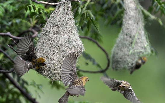 Social Lives of Weaver Birds Linked with Diet and Biology, Study Finds