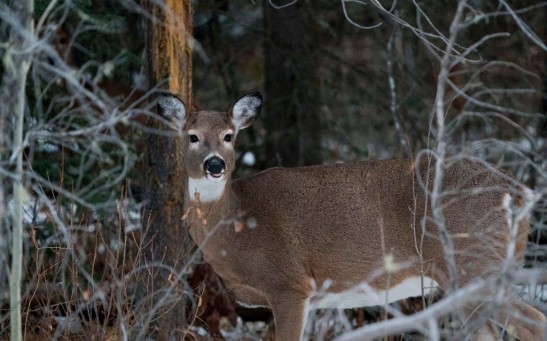 Deer in Canada