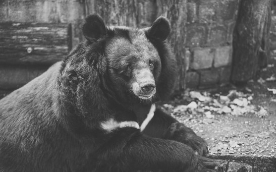  Blind Bear Locked in Cage for 30 Years Along With Miserable Monkeys, Other Animals in the World's Saddest Zoo