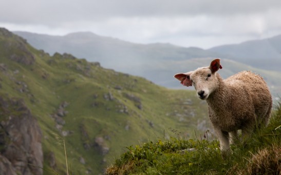 Sheep bot fly