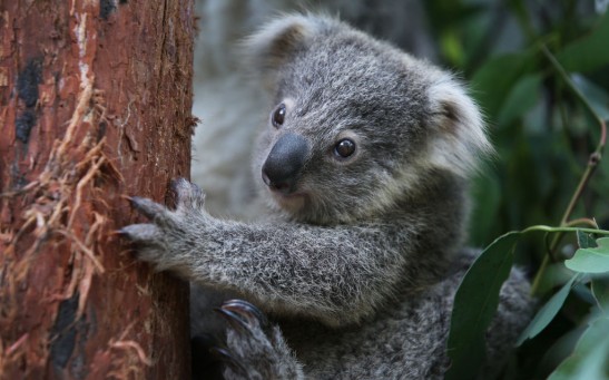 Australia’s Koala