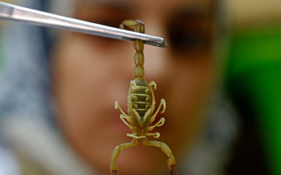  Smaller Scorpions Have More Potent Venom Than Larger Ones, New Research Reveals