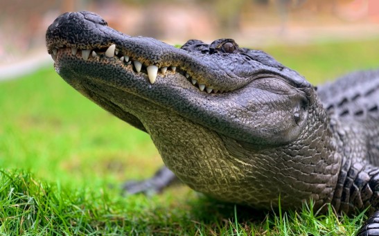  Driver Ran Over 7-Foot Crocodile in Florida: Here's What To Do During A Wildlife Crash