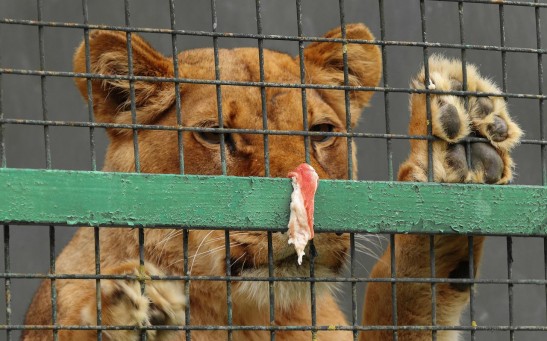  Why Animals Should Not Be Kept in Captivity: The Problem With Wildlife Attractions and Venues Discussed
