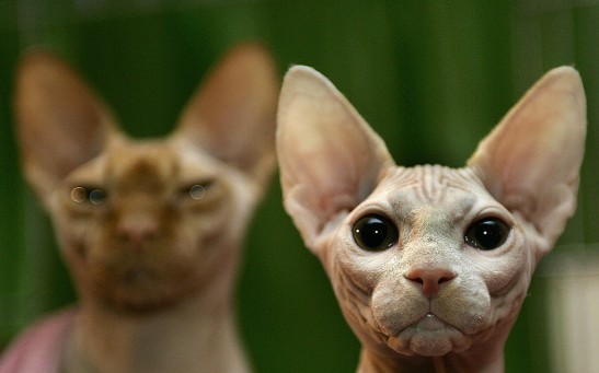 Sphynxes