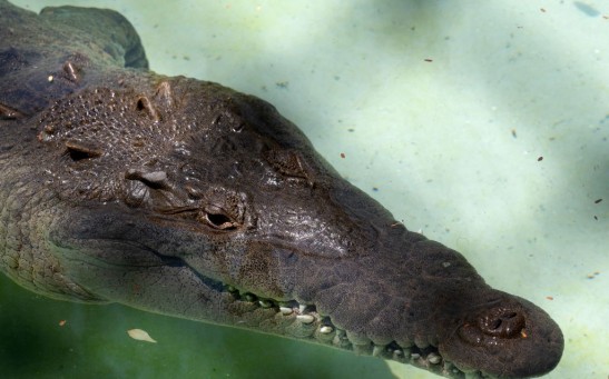 Crocodile - Reptile Species