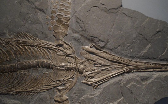  Fossils of Giant Sea Monster From 205 Million Years Ago Found 9,000 feet Above Sea Level in the Swiss Alps