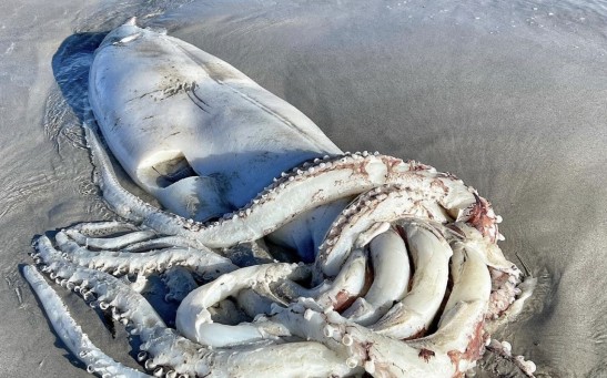 Giant Squid Bigger Than a Toddler Washed Ashore in Cape Town After Similar Massive Creature Was Spotted in Japan