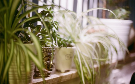  Can Houseplants Reduce Toxins in the Atmosphere? Here are Five Air-Purifying Plants That Naturally Clean the Air