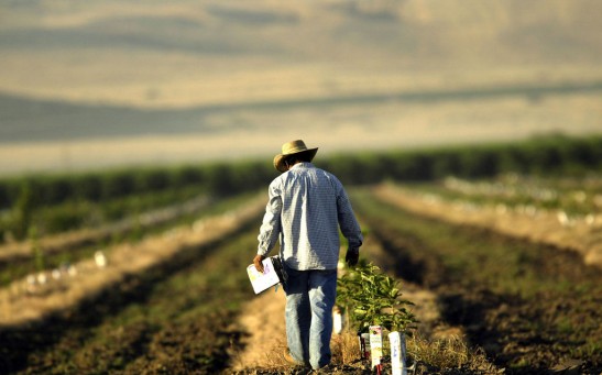 Bread and Oil: California's Central Valley