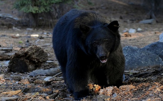 Giant Black Bear