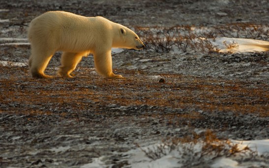 Polar Bears Begin Seal Hunting On Frozen Icepacks In Northern Canada