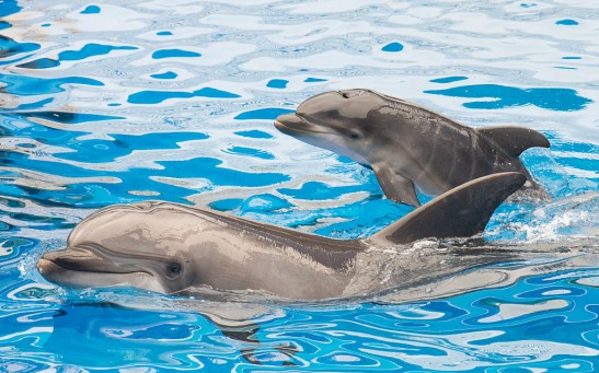 Dolphin Calf Born At SeaWorld San Diego