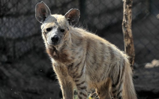 Hyena