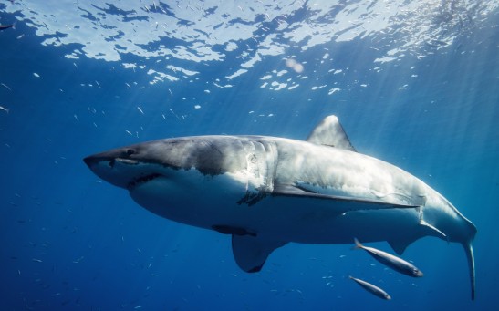  1,000-Pound Great White Shark Nicknamed 'Ironbound' Has Reached New Jersey On Its Way North
