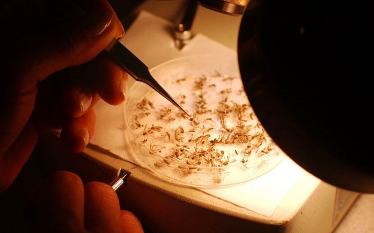 Summer Brings Threat Of Mosquito-Borne Diseases