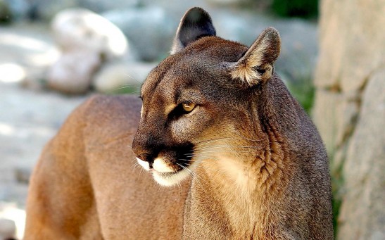  Puma Stalked Three Fishermen on UK Shore, Giving Them the Shock of Their Lives