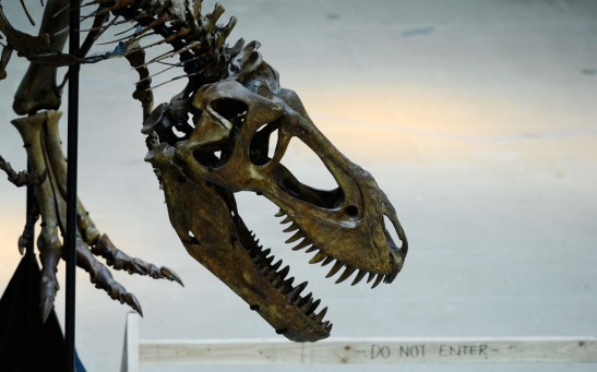 T-Rex Dinosaur Skeleton
