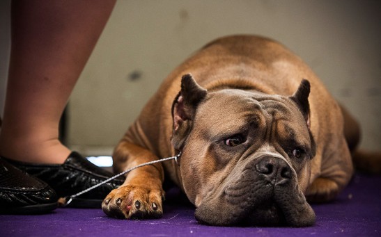 Champion Canines Compete At Annual Westminster Dog Show