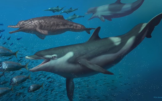 Prehistoric Switzerland Discovered Home to Unkown Dolphin Species