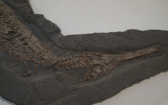  7-Million-Year-Old Fossil Found in Peru Shed Light on the Marine Origins of Crocodiles