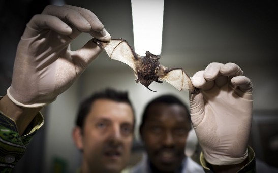 Bat in a Lab