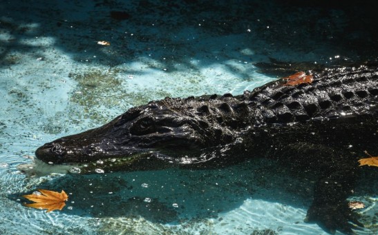 Alligator in Swimming Pool