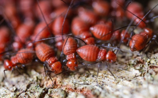 Termites