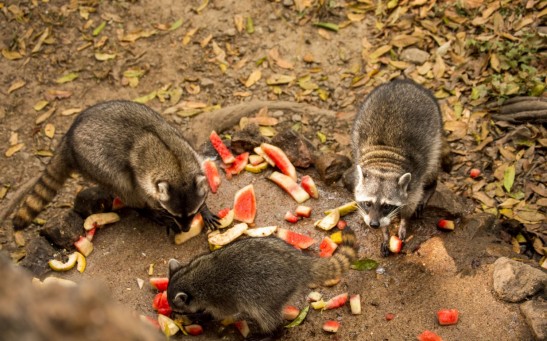  Raccoons, Vultures, Other Scavengers are Picky Eaters: Here's Why