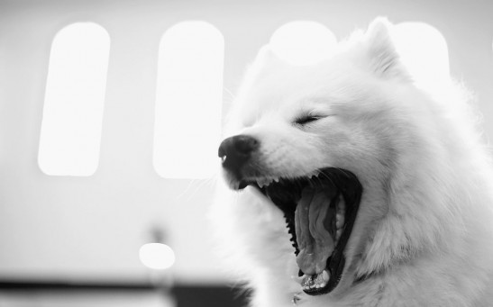 Yawning Animal