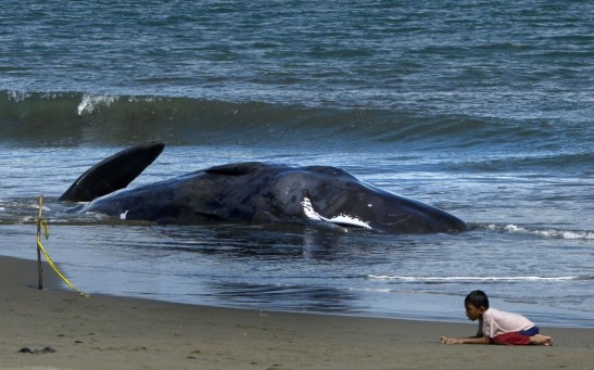 INDONESIA-ENVIRONMENT-ANIMAL