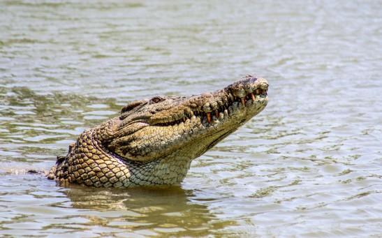  Celebrity Saltwater Crocodile 'Scarface' is Spotted With Worsening Health Condition in Australia