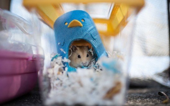HK Plans To Cull Hamsters For Covid Prevention