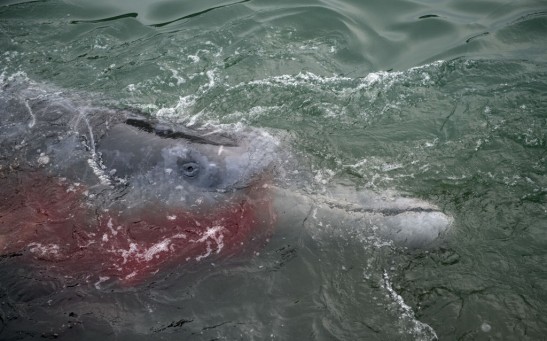 Fishermen Process Baird's Beaked Whale Caught In Approved Coastal Whaling