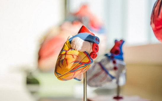 Scientists Identified Key Cells for Heart's Self-Healing Mechanism