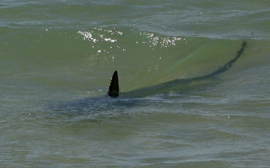 The fin of a shark breaks the surface ne