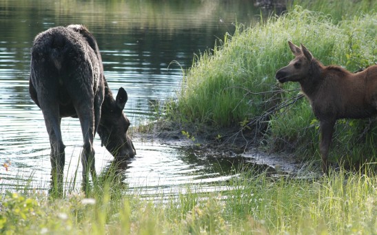  WATCH: Mama Moose Chases Down Hungry Grizzly Bear Who Ate Her Calf