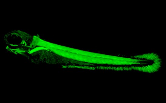 Experts Found How Electric Fish Developed Unique Skill Through Genetic Evolution, Potential Key to Solve Human Diseases