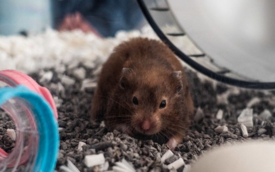 Monstrous Hamsters Accidentally Created