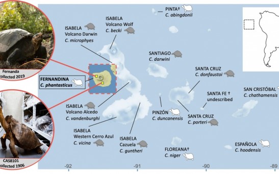 Fig. 1: Map of the Galapagos Archipelago, indicating the approximate locations on Fernandina Island where the Chelonoidis phantasticus individuals were found in 1906 and 2019.
