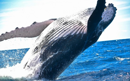  What Happens When A Whale Swallows A Human? Diver Recounts His Experience Bizarre Experience