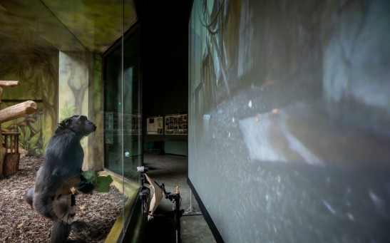 Chimps Entertained With Online Streaming Between Zoos