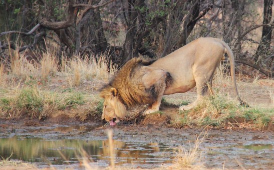  Lion Successfully Crosses Stream Infested With 40 Crocodiles in Kenya: If They Fight, Which Would Probably Win?