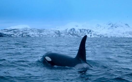 TOPSHOT-NORWAY-ARCTIC-ENVIRONMENT-ANIMALS-ORCAS