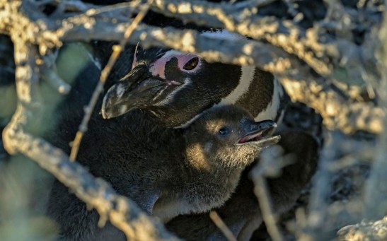 Penguins