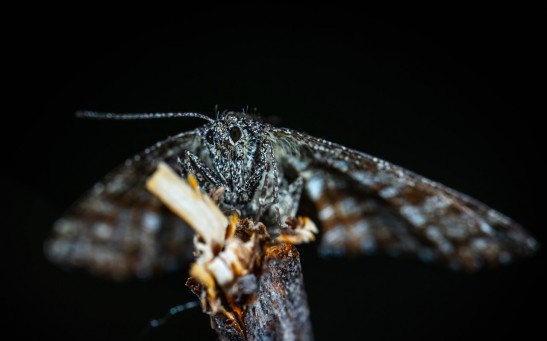 New Noise-Cancelling Metasurface Developed from Moth Wings, Absorbs Almost 90 Percent of Sound