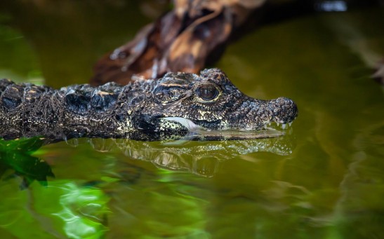  12-Foot Giant Dwarf Crocodiles From 18 Million Years Ago Preyed on Human Ancestors, Study Reveals