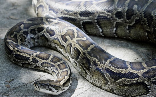A 12-foot (3.65m) Burmese python that wa